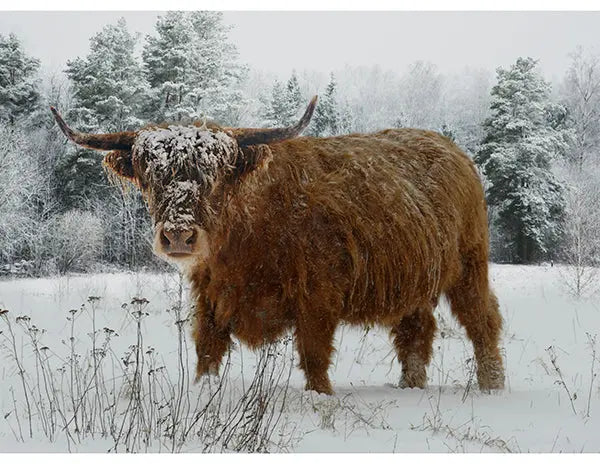 Call of the Wild Spectrum Digital Print (42" x 32") Panel