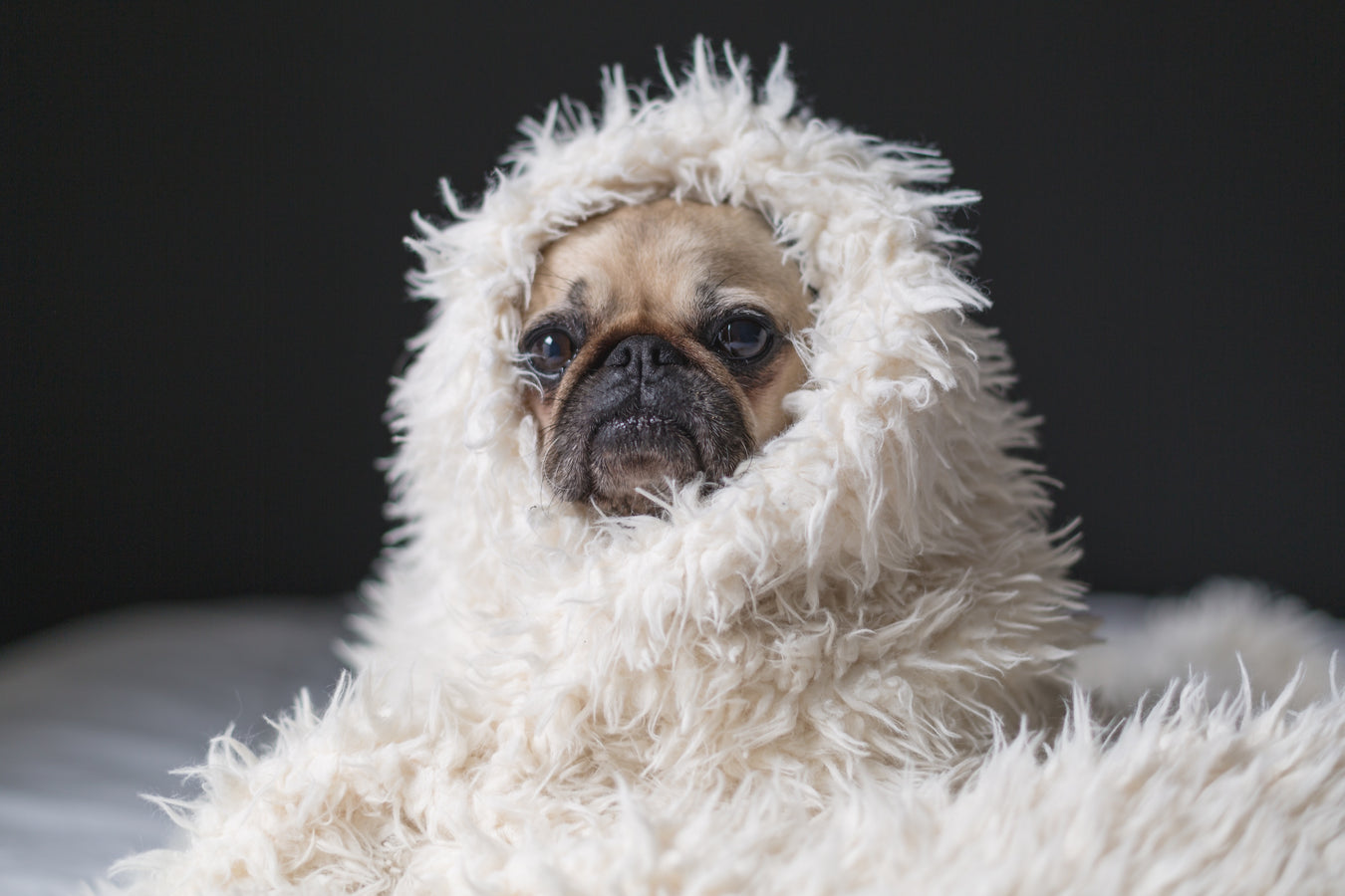 CUDDLE FABRIC: wrap yourself in luxury